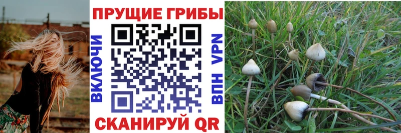 Псилоцибиновые грибы GOLDEN TEACHER Купить Тетюши